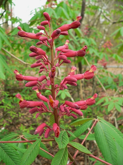 {Aesculus pavia}